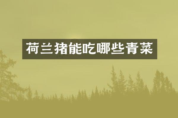 荷兰猪能吃哪些青菜