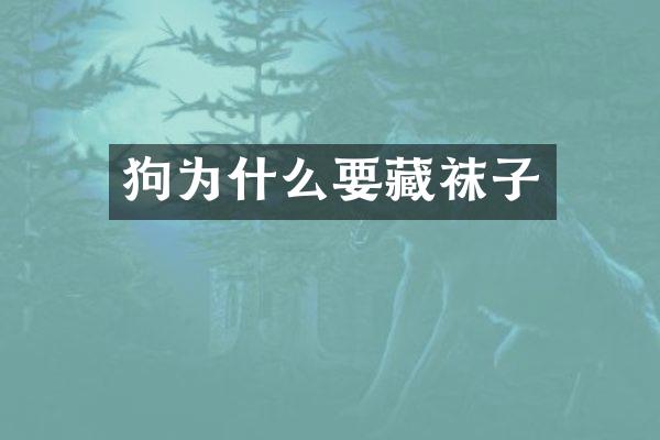 狗为什么要藏袜子