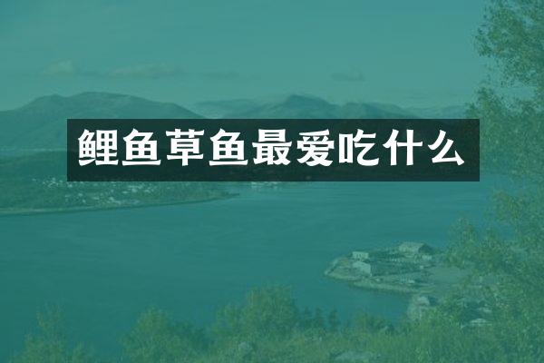鲤鱼草鱼最爱吃什么