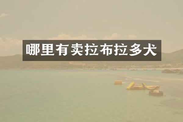 哪里有卖拉布拉多犬