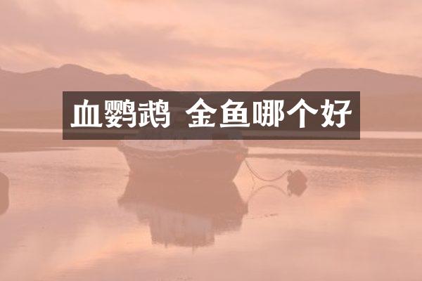 血鹦鹉 金鱼哪个好