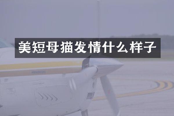 美短母猫发情什么样子