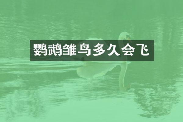 鹦鹉雏鸟多久会飞