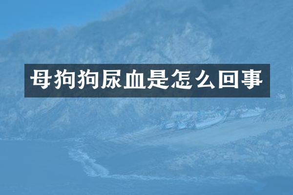 母狗狗尿血是怎么回事