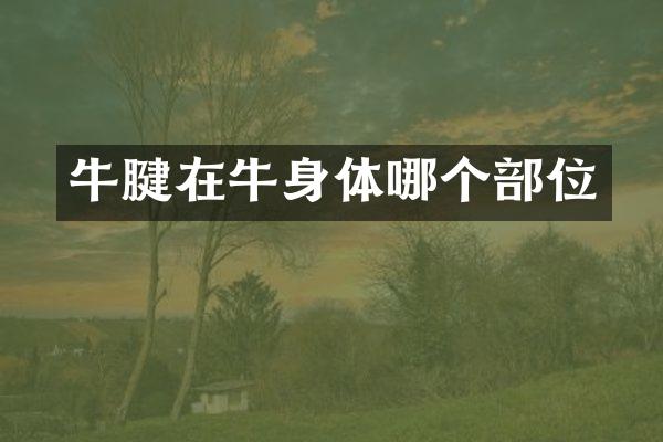 牛腱在牛身体哪个部位