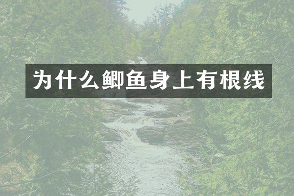 为什么鲫鱼身上有根线