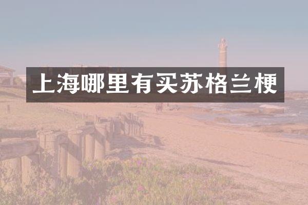 上海哪里有买苏格兰梗