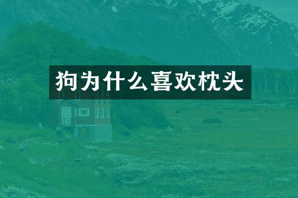 狗为什么喜欢枕头
