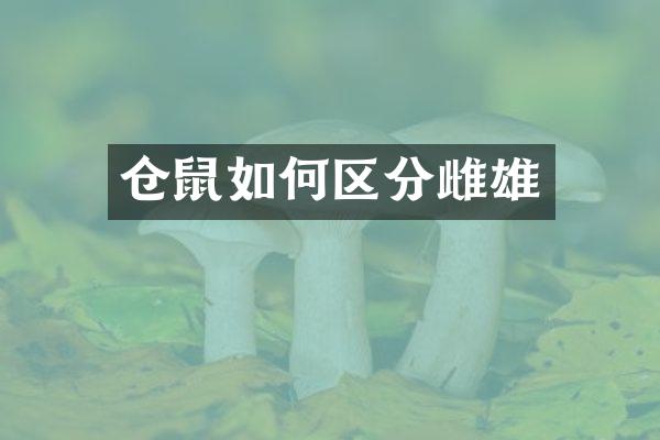 仓鼠如何区分雌雄