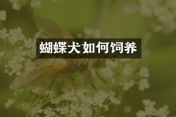 蝴蝶犬如何饲养