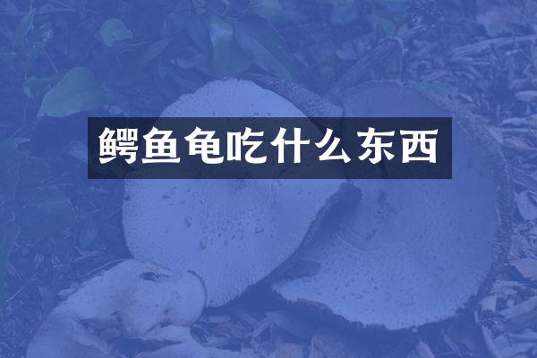 鳄鱼龟吃什么东西