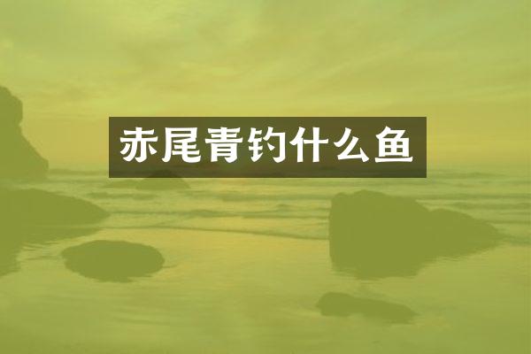 赤尾青钓什么鱼