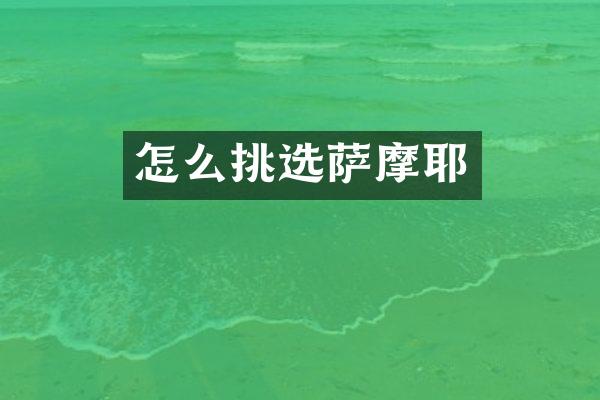 怎么挑选萨摩耶