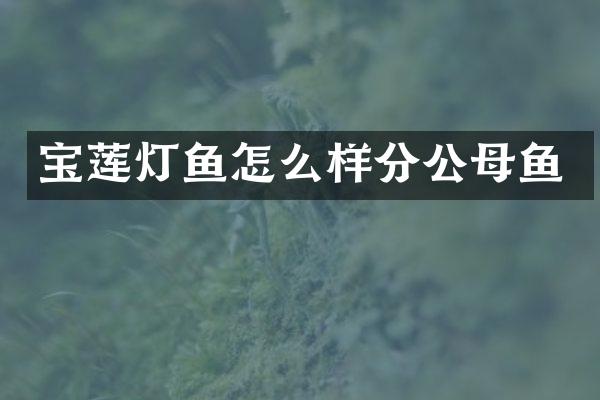 宝莲灯鱼怎么样分公母鱼