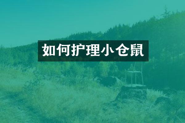 如何护理小仓鼠