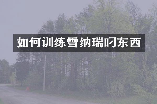 如何训练雪纳瑞叼东西