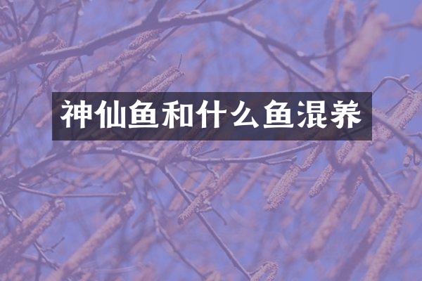 神仙鱼和什么鱼混养