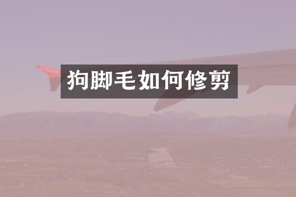 狗脚毛如何修剪
