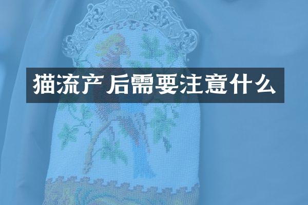 猫流产后需要注意什么