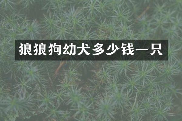 狼狼狗幼犬多少钱一只