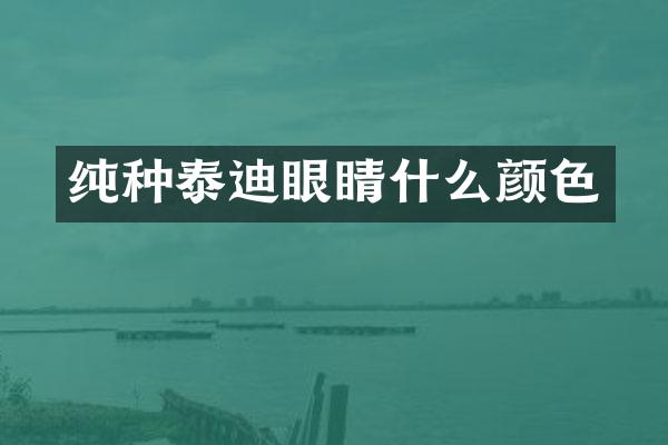 纯种泰迪眼睛什么颜色