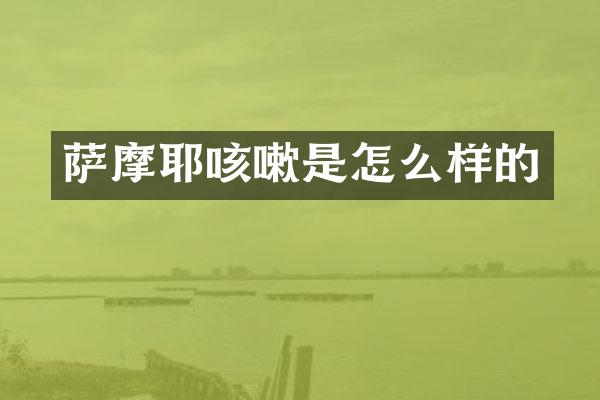 萨摩耶咳嗽是怎么样的