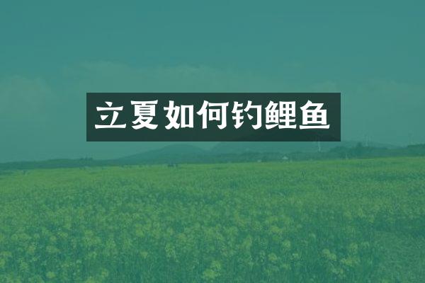 立夏如何钓鲤鱼