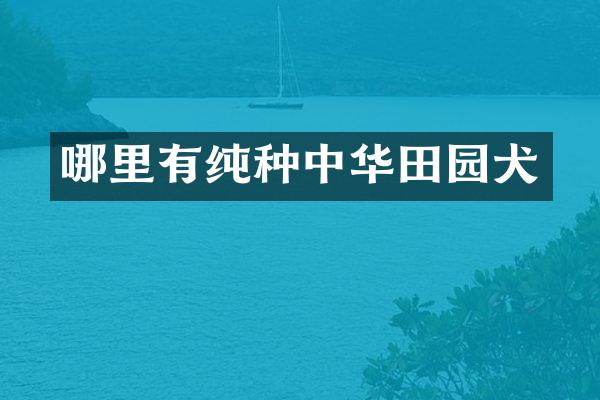 哪里有纯种中华田园犬