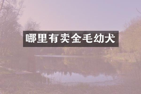 哪里有卖金毛幼犬