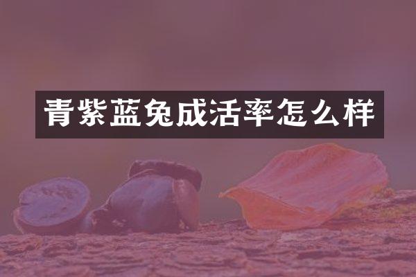 青紫蓝兔成活率怎么样