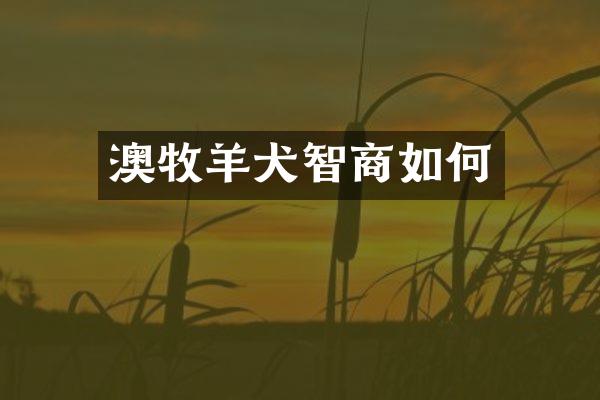 澳牧羊犬智商如何