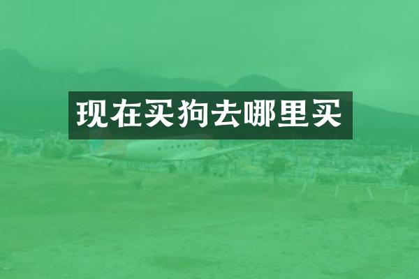 现在买狗去哪里买
