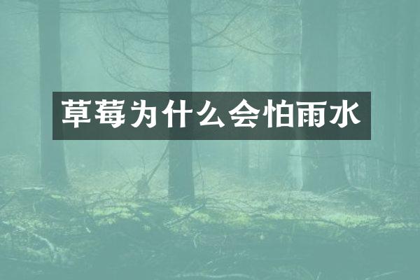 草莓为什么会怕雨水