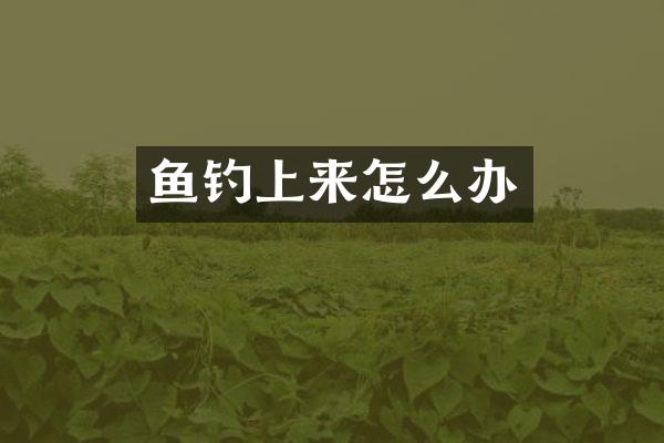 鱼钓上来怎么办