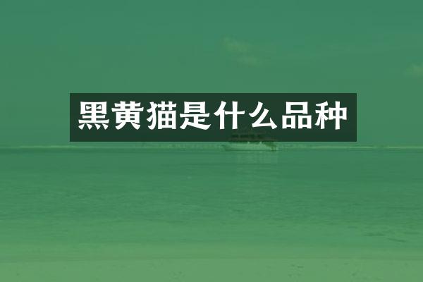 黑黄猫是什么品种