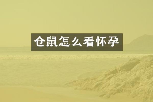 仓鼠怎么看怀孕