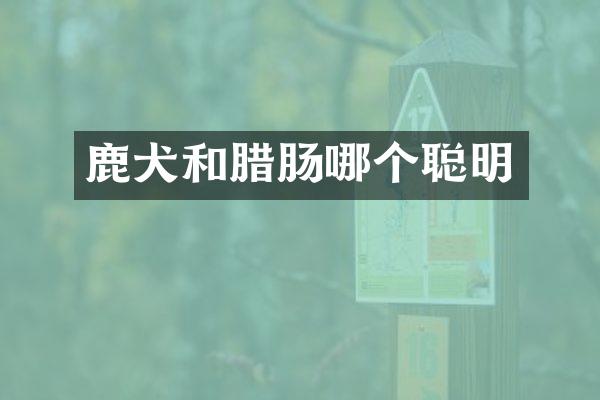 鹿犬和腊肠哪个聪明