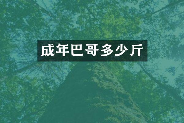 成年巴哥多少斤