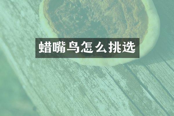 蜡嘴鸟怎么挑选
