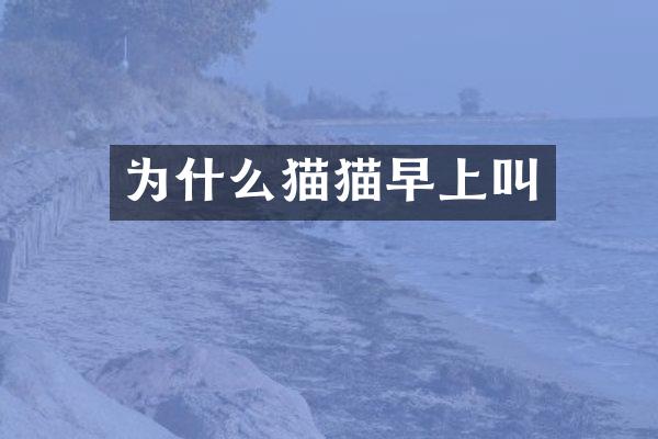 为什么猫猫早上叫