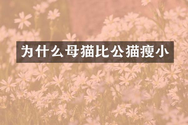 为什么母猫比公猫瘦小
