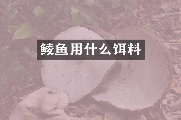 鲮鱼用什么饵料