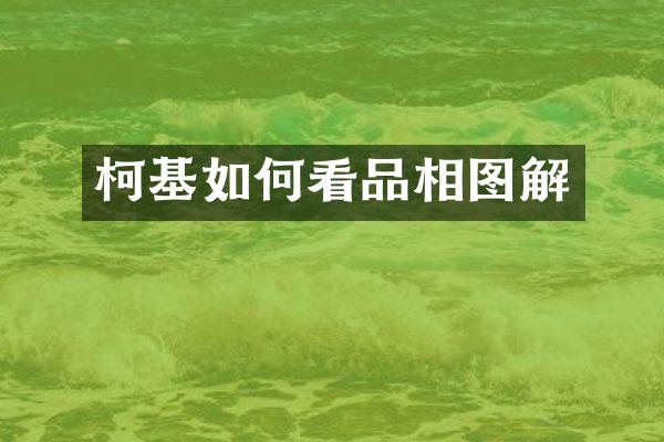 柯基如何看品相图解