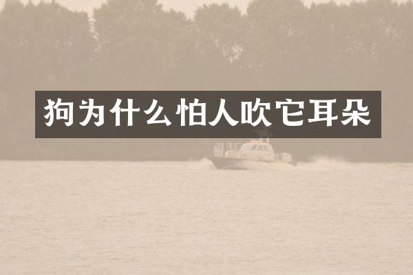 狗为什么怕人吹它耳朵