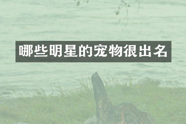 哪些明星的宠物很出名