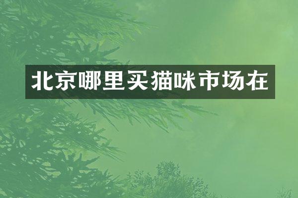 北京哪里买猫咪市场在