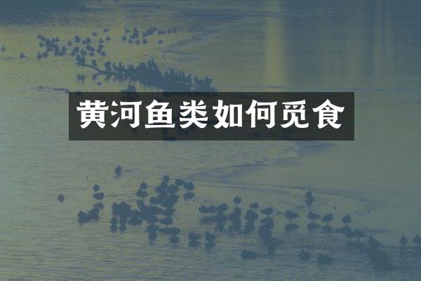 黄河鱼类如何觅食