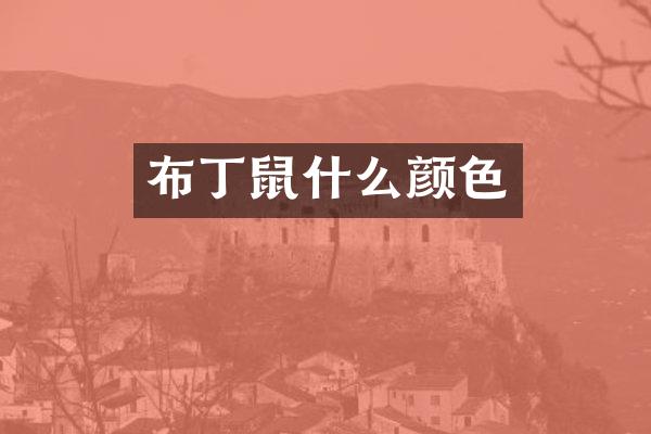 布丁鼠什么颜色