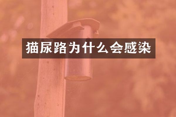 猫尿路为什么会感染