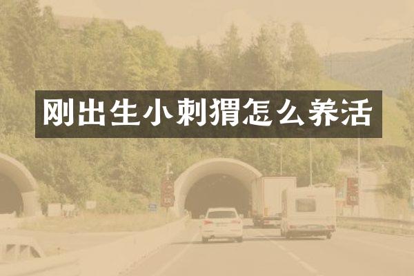 刚出生小刺猬怎么养活